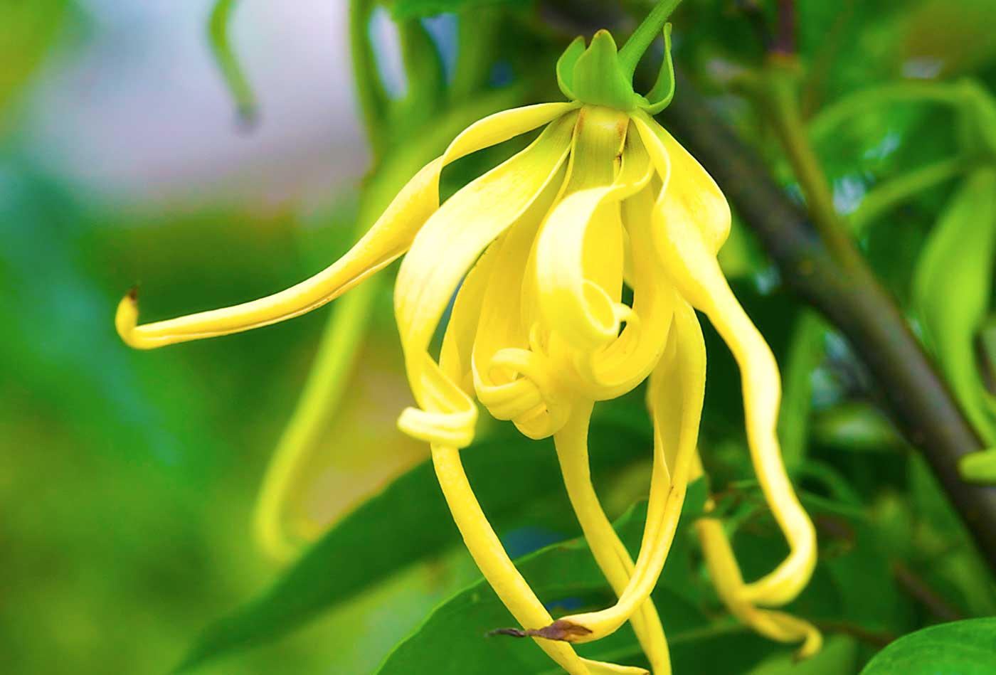 Ylang-ylang